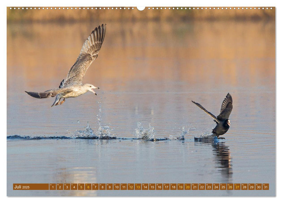 Kämpfende Vögel (CALVENDO Premium Wandkalender 2025)