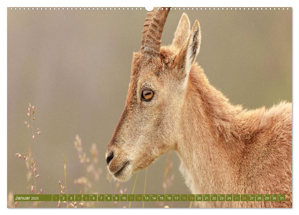 Steinböcke am Niederhorn (CALVENDO Premium Wandkalender 2025)