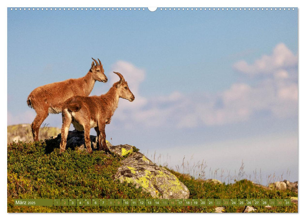 Steinböcke am Niederhorn (CALVENDO Premium Wandkalender 2025)