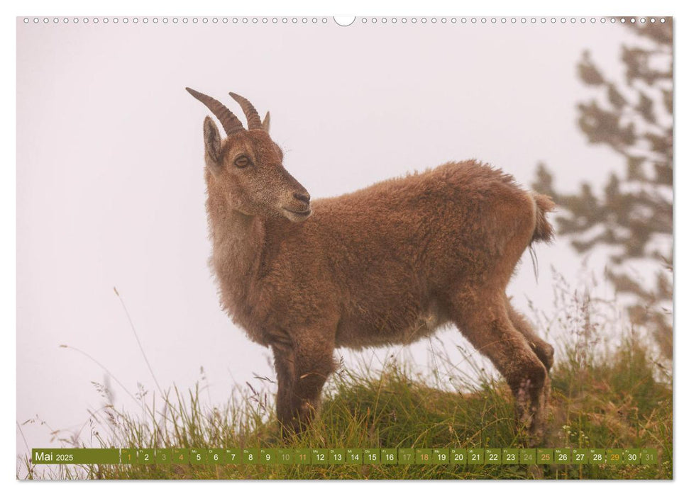 Steinböcke am Niederhorn (CALVENDO Premium Wandkalender 2025)