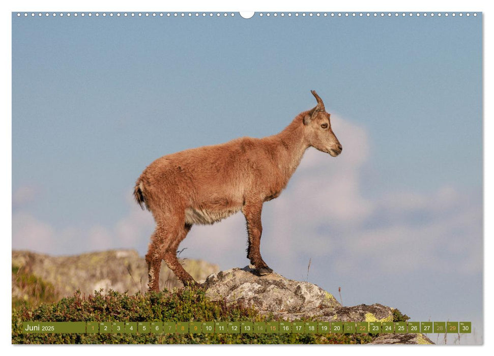 Steinböcke am Niederhorn (CALVENDO Premium Wandkalender 2025)