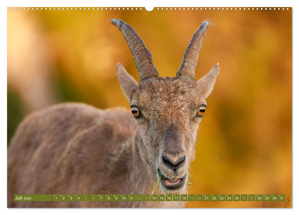 Steinböcke am Niederhorn (CALVENDO Premium Wandkalender 2025)