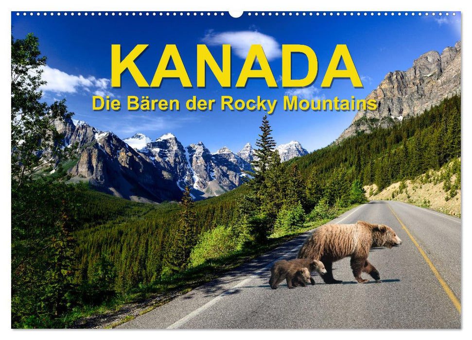 KANADA - Die Bären der Rocky Mountains (CALVENDO Wandkalender 2025)