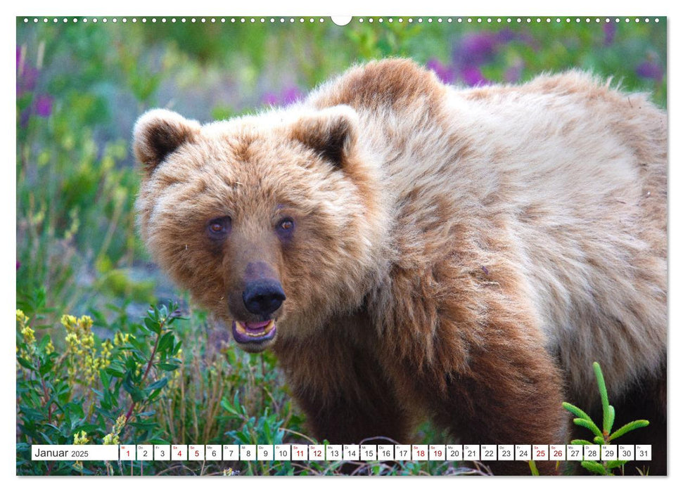 KANADA - Die Bären der Rocky Mountains (CALVENDO Wandkalender 2025)