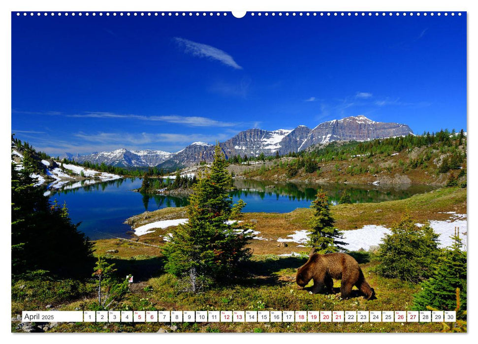 KANADA - Die Bären der Rocky Mountains (CALVENDO Wandkalender 2025)