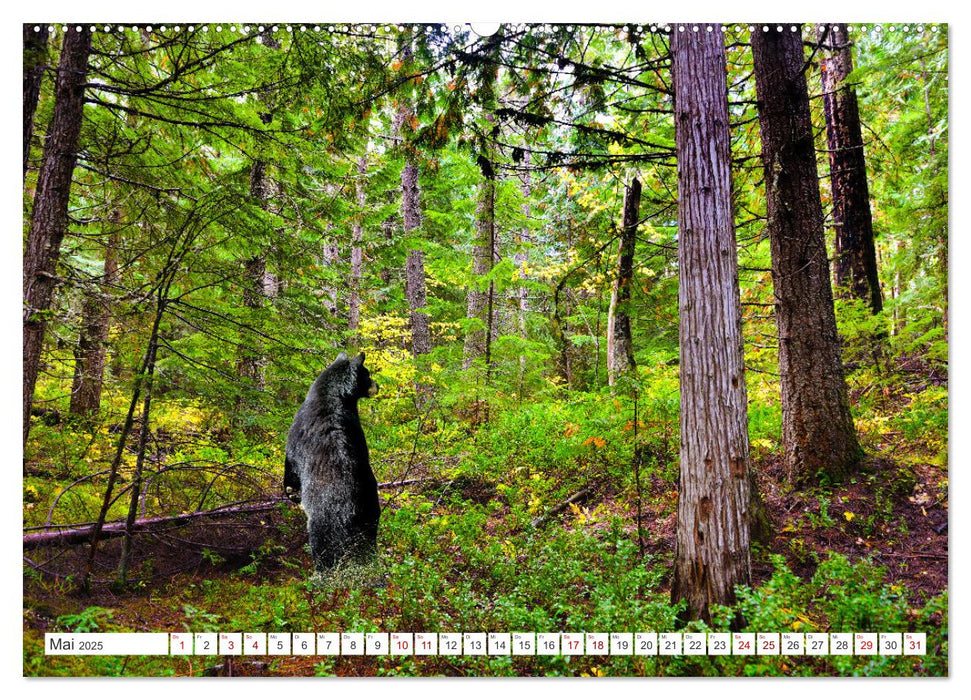 KANADA - Die Bären der Rocky Mountains (CALVENDO Wandkalender 2025)