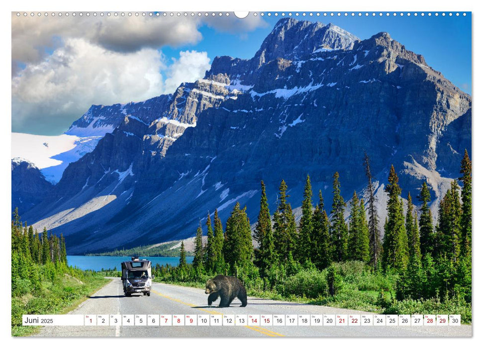 KANADA - Die Bären der Rocky Mountains (CALVENDO Wandkalender 2025)