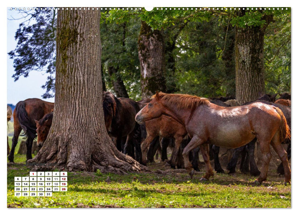 Kroatien - Entlang der Save (CALVENDO Premium Wandkalender 2025)