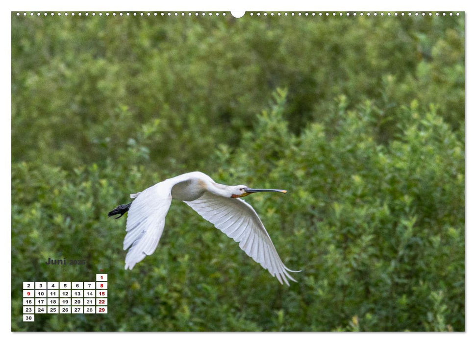 Kroatien - Entlang der Save (CALVENDO Premium Wandkalender 2025)