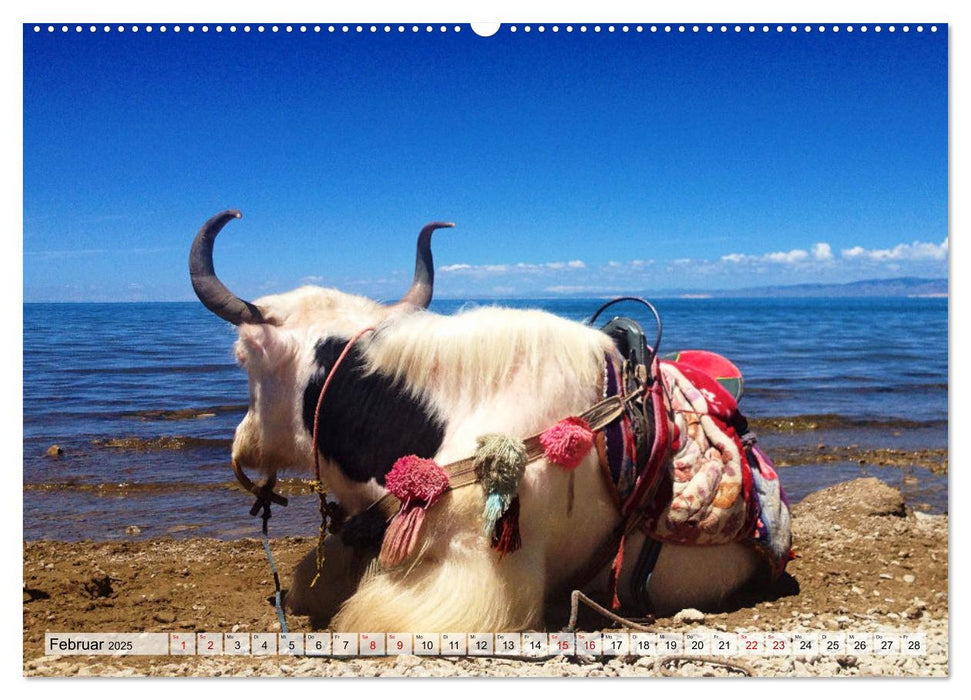 Yaks - auf steinigen Pfaden (CALVENDO Premium Wandkalender 2025)