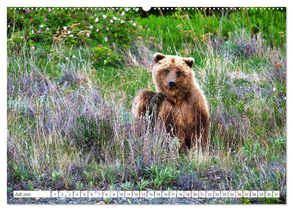 KANADA - Die Bären der Rocky Mountains (CALVENDO Premium Wandkalender 2025)