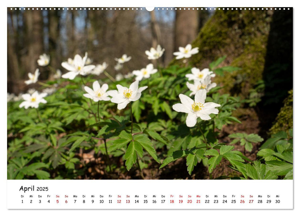 Heimat Entdecken - Odenthal im Bergischen Land (CALVENDO Premium Wandkalender 2025)