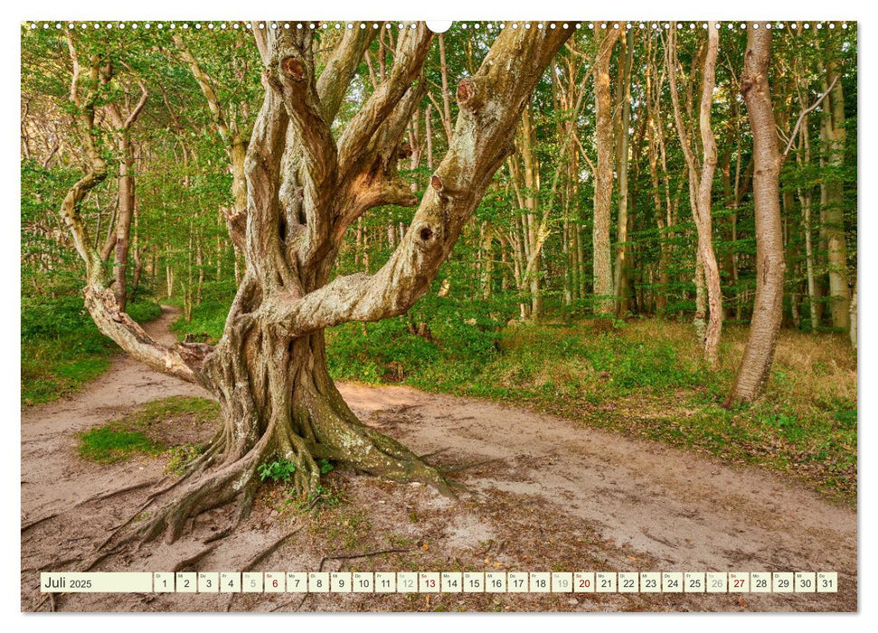 Rügen - Jasmund Nationalpark (CALVENDO Premium Wandkalender 2025)