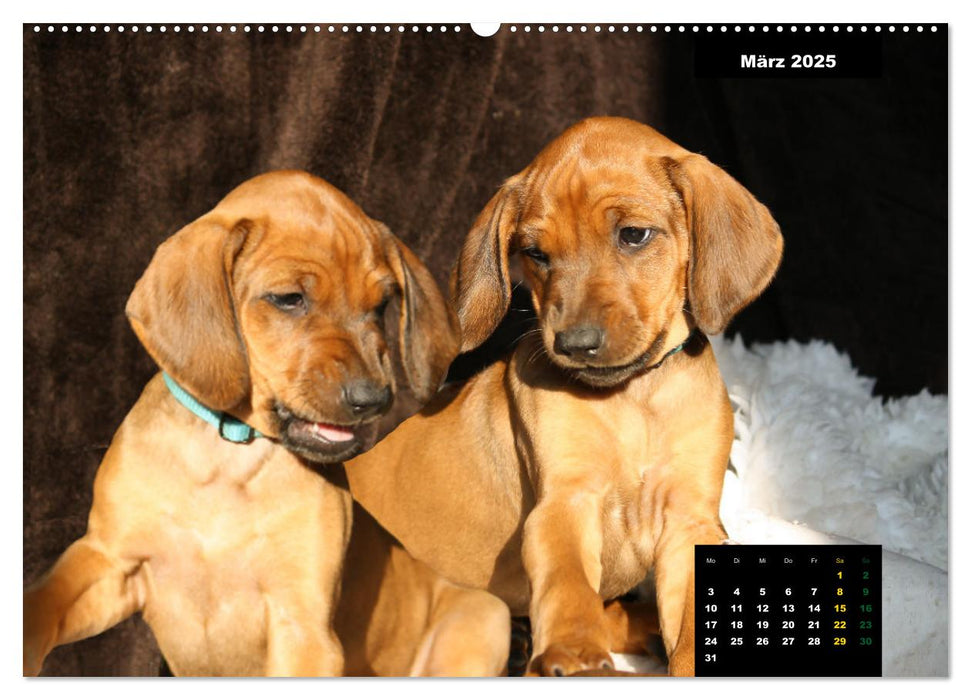 Rhodesian Ridgeback, Charmante Herzensbrecher (CALVENDO Premium Wandkalender 2025)