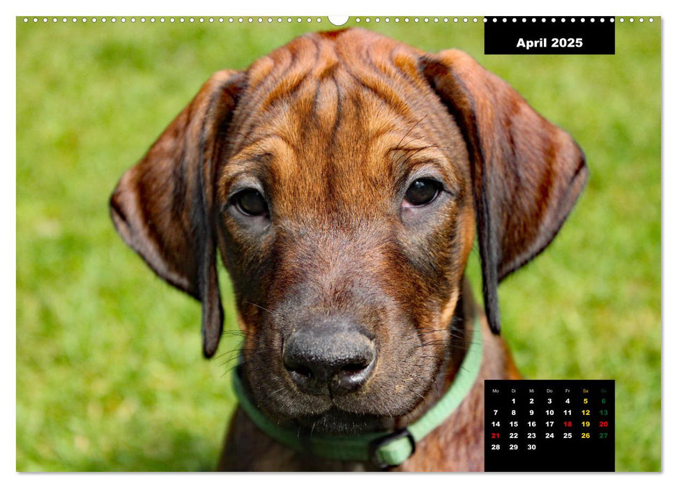 Rhodesian Ridgeback, Charmante Herzensbrecher (CALVENDO Premium Wandkalender 2025)