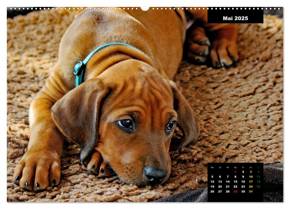 Rhodesian Ridgeback, Charmante Herzensbrecher (CALVENDO Premium Wandkalender 2025)