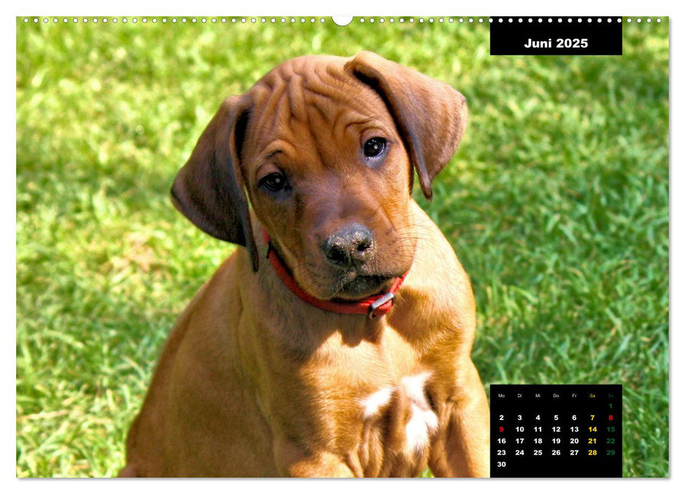 Rhodesian Ridgeback, Charmante Herzensbrecher (CALVENDO Premium Wandkalender 2025)