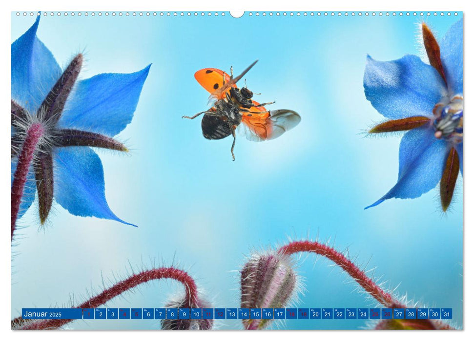 Faszination Insektenflug (CALVENDO Premium Wandkalender 2025)