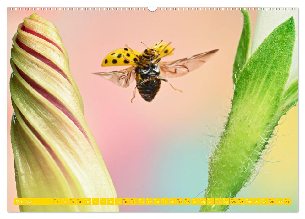 Faszination Insektenflug (CALVENDO Premium Wandkalender 2025)