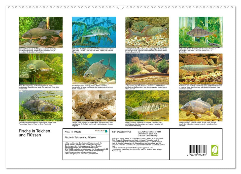 Fische in Teichen und Flüssen (CALVENDO Premium Wandkalender 2025)