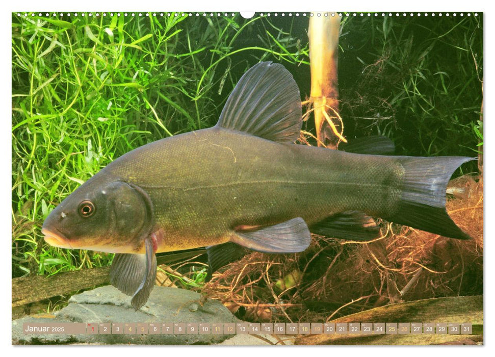 Fische in Teichen und Flüssen (CALVENDO Premium Wandkalender 2025)