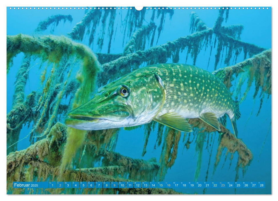 Fische in Teichen und Flüssen (CALVENDO Premium Wandkalender 2025)