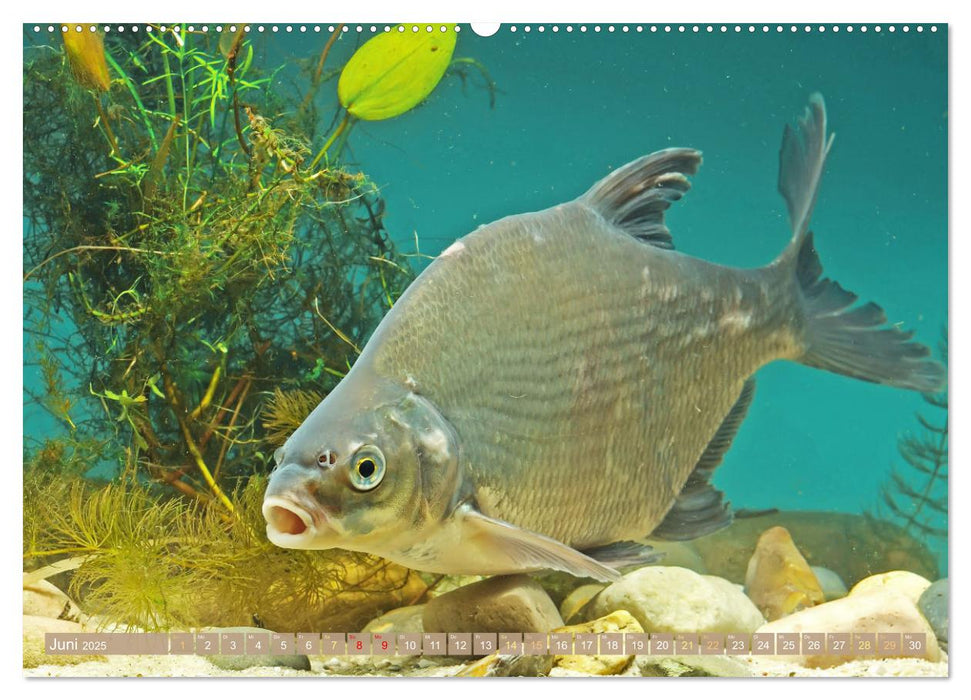 Fische in Teichen und Flüssen (CALVENDO Premium Wandkalender 2025)