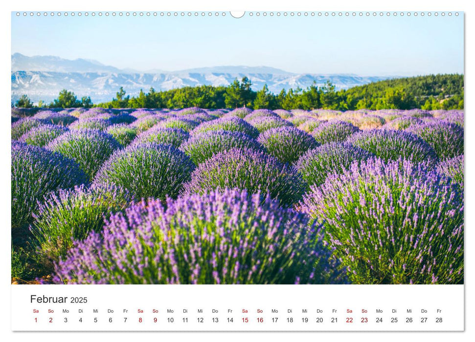 Lavendel - Die violette Wunderblume (CALVENDO Premium Wandkalender 2025)