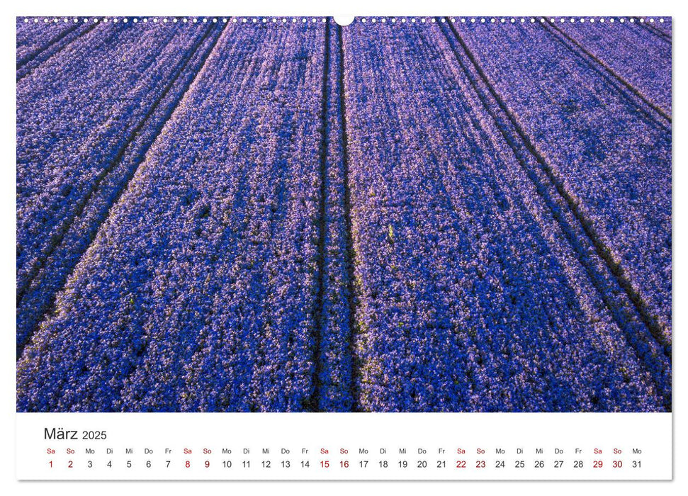 Lavendel - Die violette Wunderblume (CALVENDO Premium Wandkalender 2025)