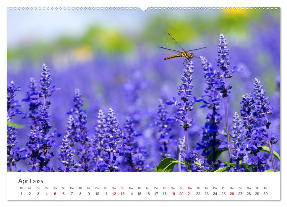 Lavendel - Die violette Wunderblume (CALVENDO Premium Wandkalender 2025)