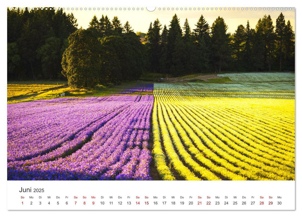 Lavendel - Die violette Wunderblume (CALVENDO Premium Wandkalender 2025)