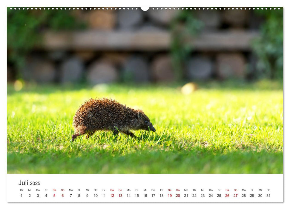 Igel - Niedliche kleine Stachelritter (CALVENDO Premium Wandkalender 2025)