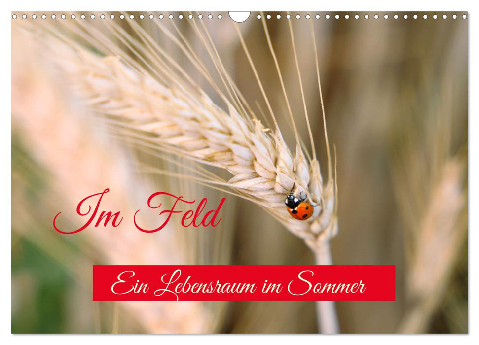 Im Feld (CALVENDO Wandkalender 2025)