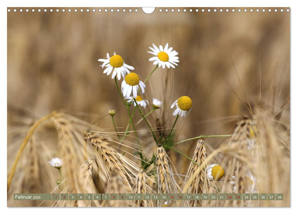 Im Feld (CALVENDO Wandkalender 2025)