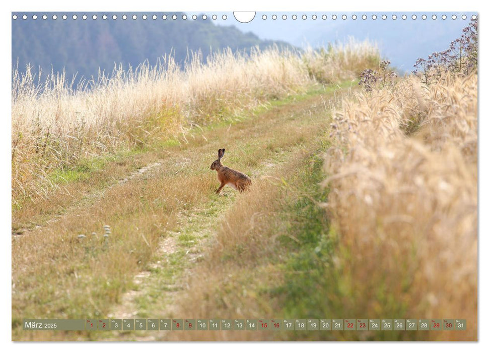 Im Feld (CALVENDO Wandkalender 2025)