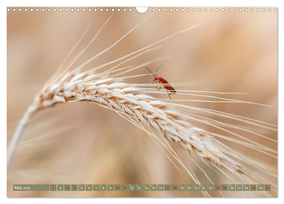 Im Feld (CALVENDO Wandkalender 2025)