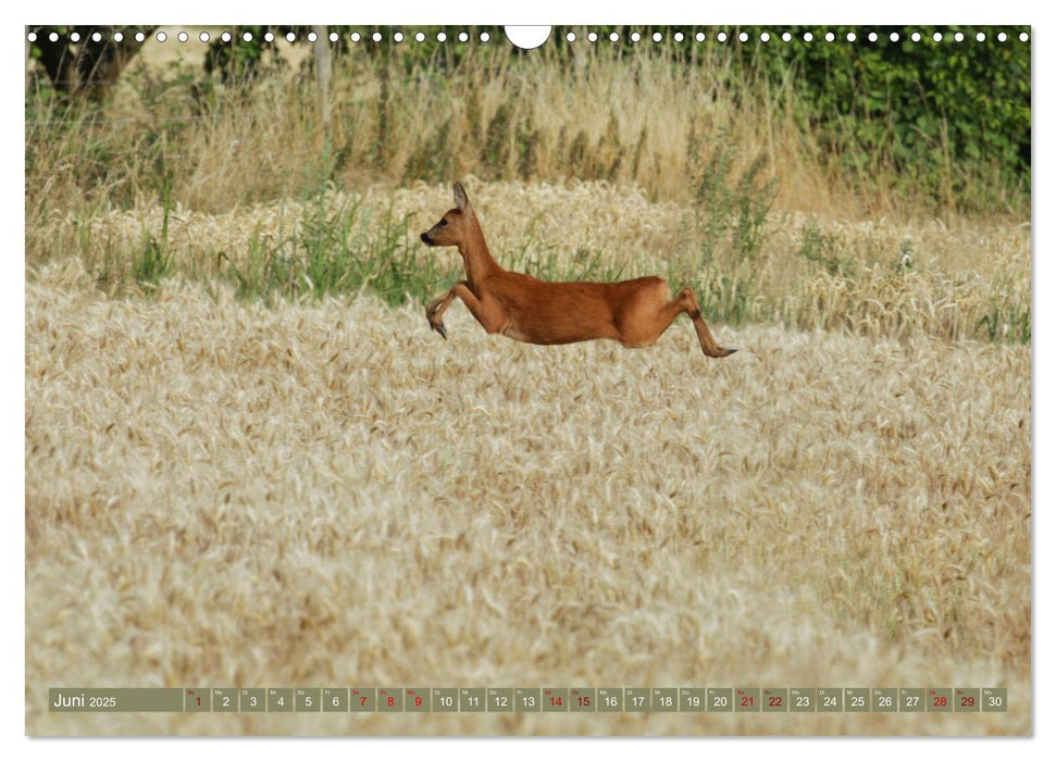 Im Feld (CALVENDO Wandkalender 2025)