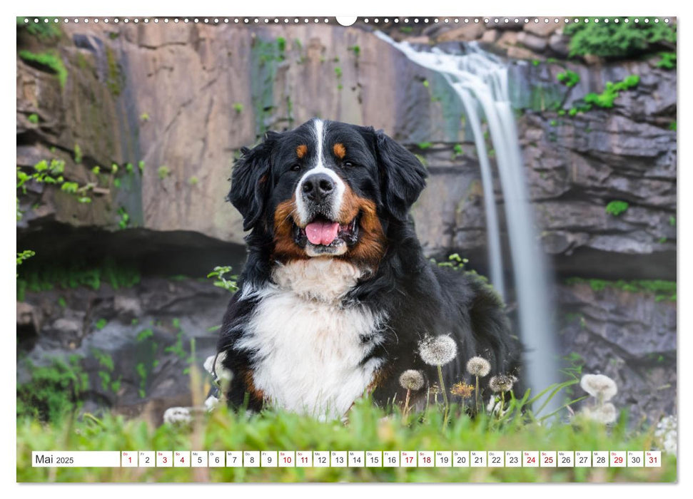 Berner Sennenhunde - Traumhunde mit Charme (CALVENDO Wandkalender 2025)