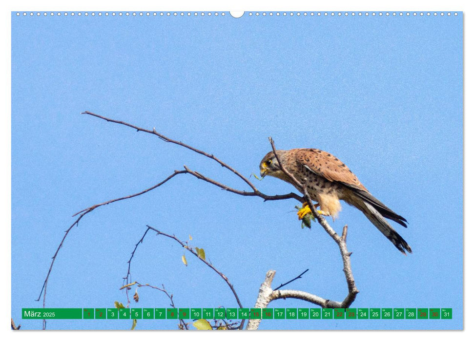 Greifvögel - wild und schön (CALVENDO Wandkalender 2025)