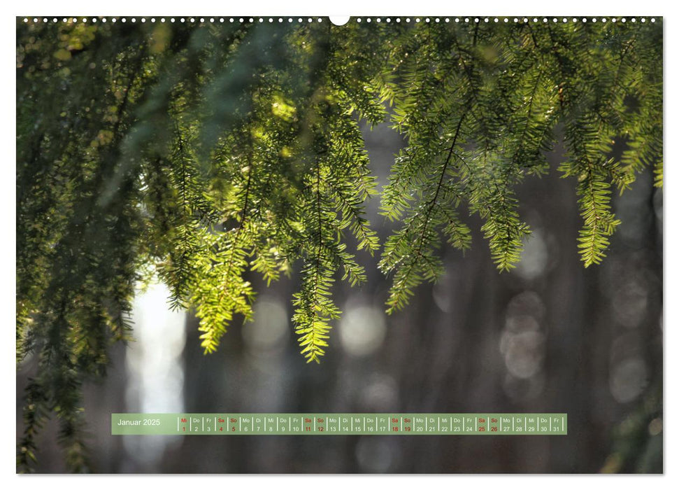 Zauber des Lichts (CALVENDO Premium Wandkalender 2025)