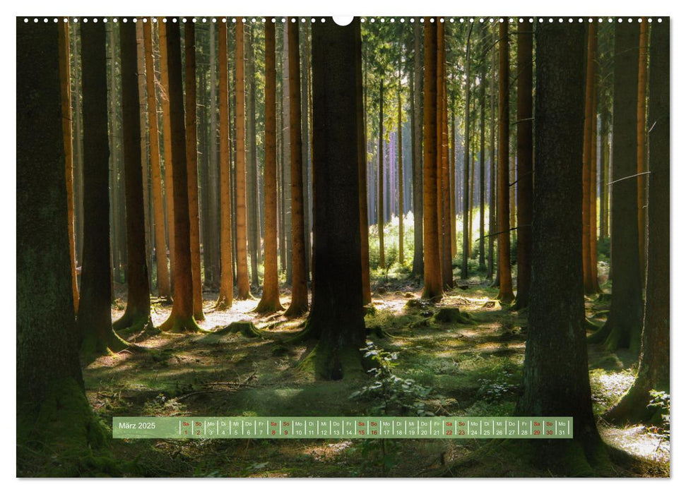 Zauber des Lichts (CALVENDO Premium Wandkalender 2025)