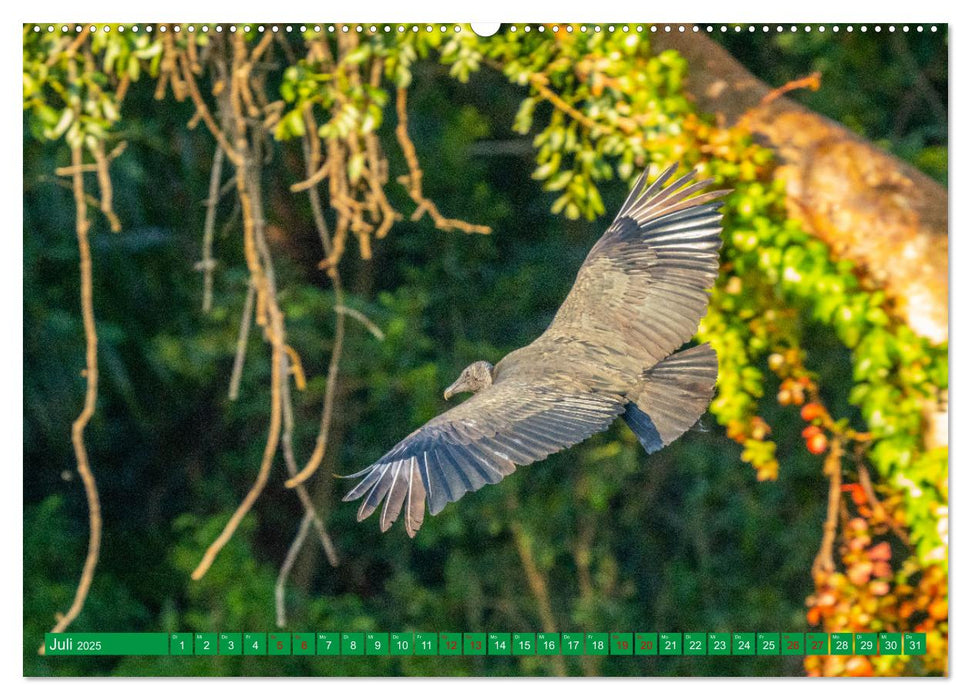 Greifvögel - wild und schön (CALVENDO Premium Wandkalender 2025)