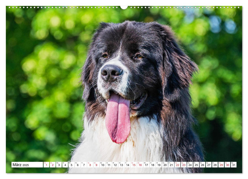 Traumhund Landseer (CALVENDO Wandkalender 2025)