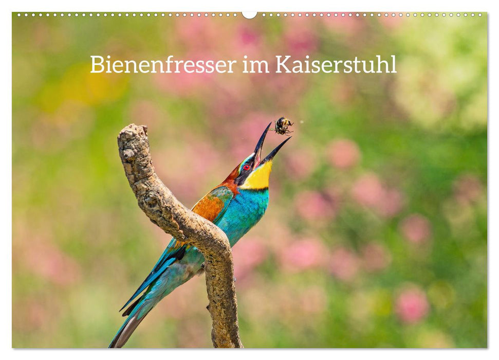 Bienenfresser im Kaiserstuhl (CALVENDO Wandkalender 2025)