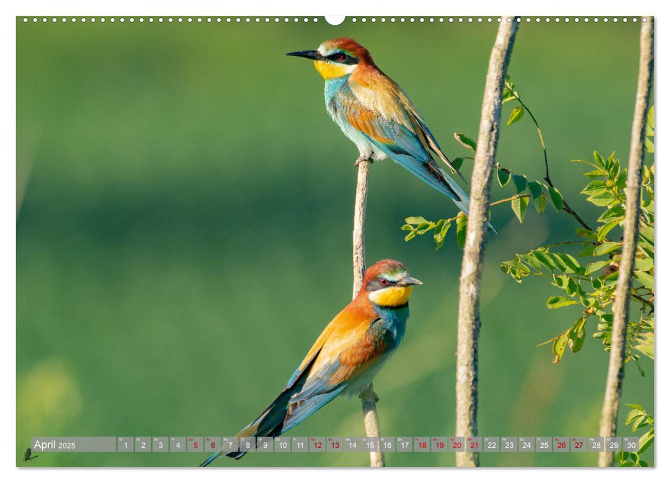 Bienenfresser im Kaiserstuhl (CALVENDO Wandkalender 2025)