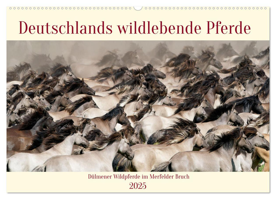 Deutschlands wildlebende Pferde (CALVENDO Wandkalender 2025)