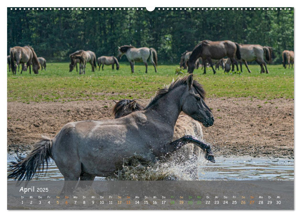 Deutschlands wildlebende Pferde (CALVENDO Wandkalender 2025)