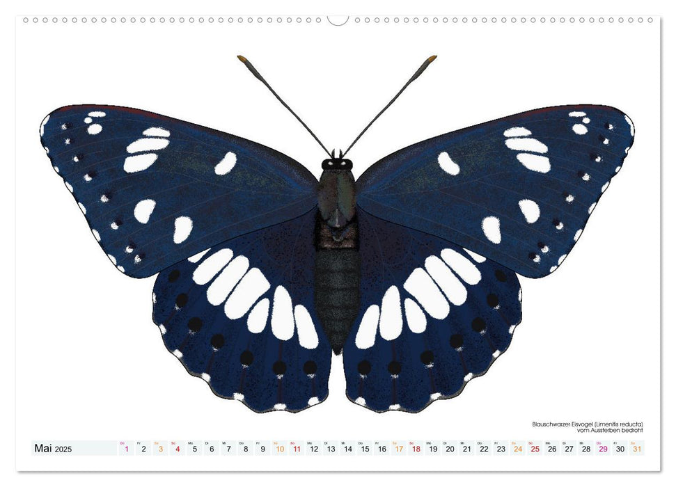 Schmetterlinge illustriert (CALVENDO Wandkalender 2025)