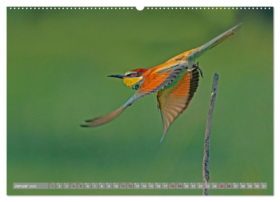 Bienenfresser im Kaiserstuhl (CALVENDO Premium Wandkalender 2025)