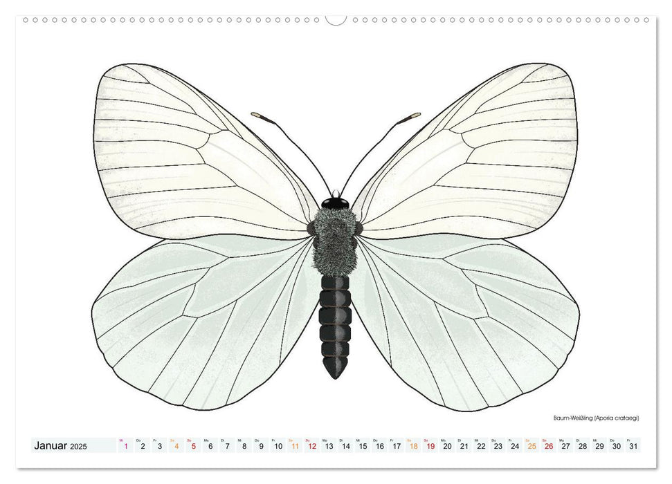 Schmetterlinge illustriert (CALVENDO Premium Wandkalender 2025)